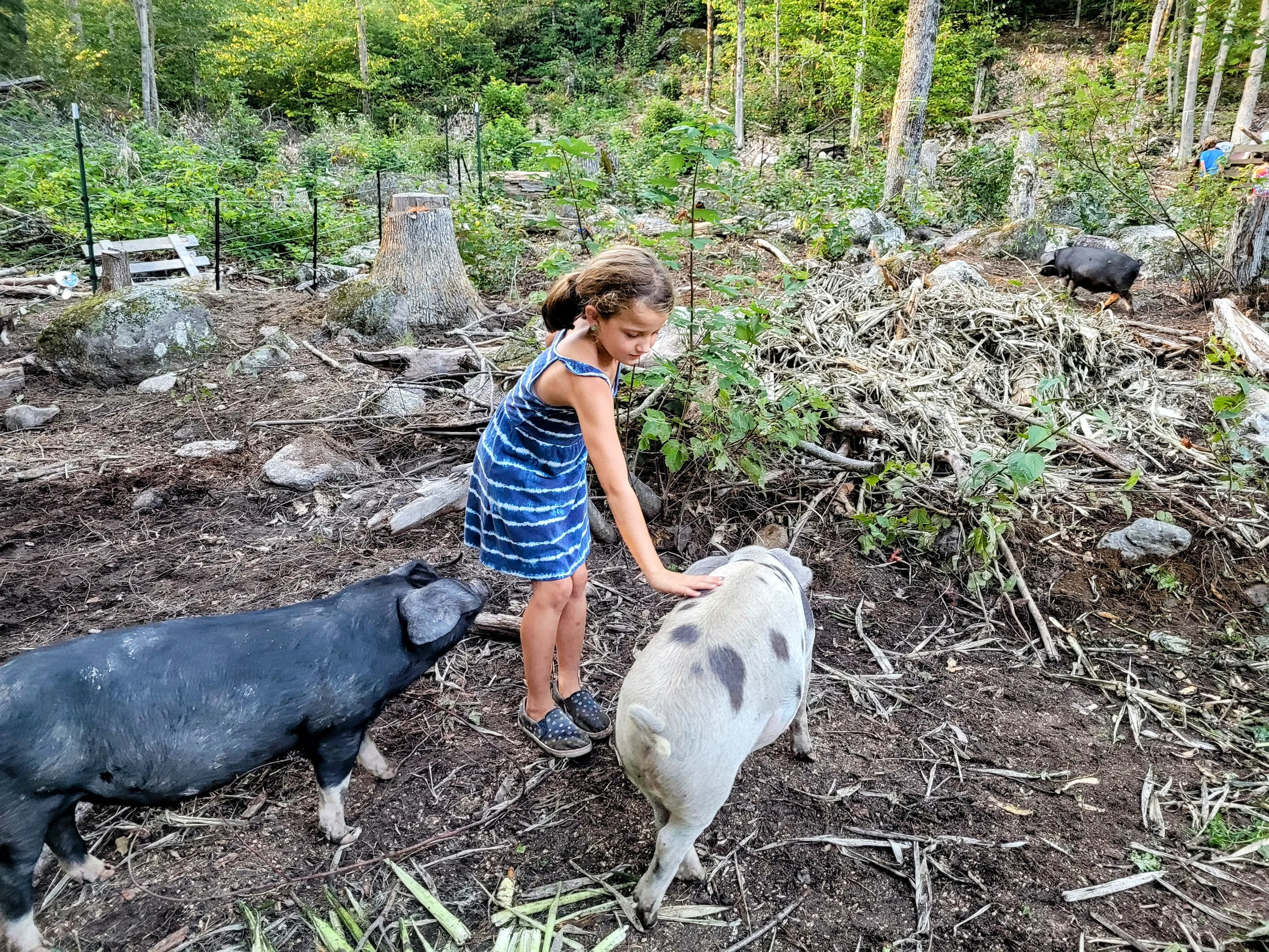 farm animals, squam lake, family friendly