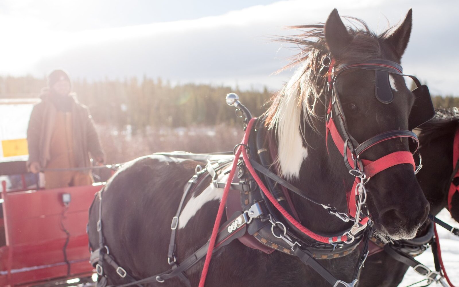 horse-drawn carriage