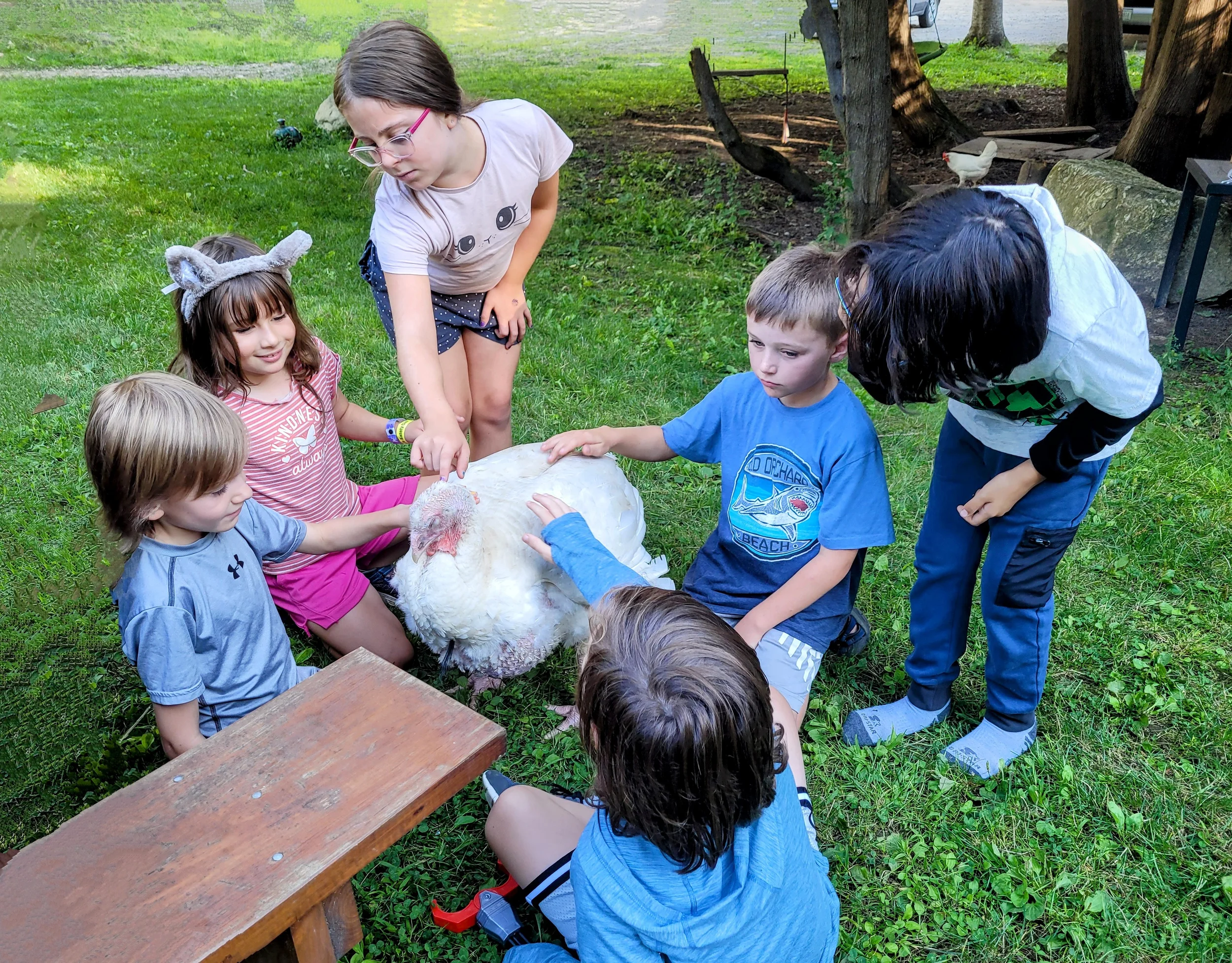 pet a turkey, squam lake, new hampshire